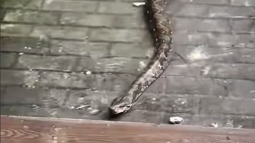 Sanca 3 Meter Keluar Sarang Saat Banjir dan Hampir Masuk Ruko di Jakut