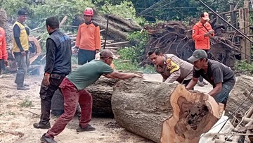 2 Pohon Asam Tua Tumbang Timpa 3 Bangunan di Serang, 1 Orang  Terluka