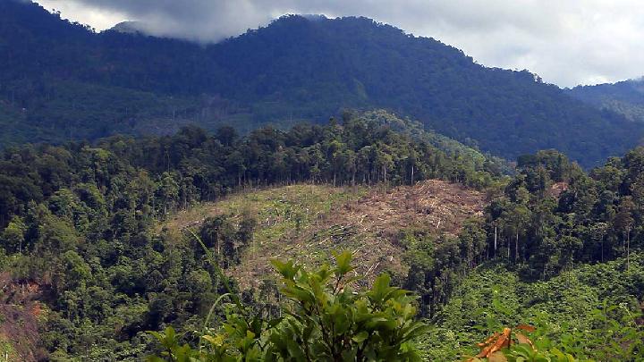 Pelanggaran Perusahaan Pengelola Hutan yang Dicabut Izinnya