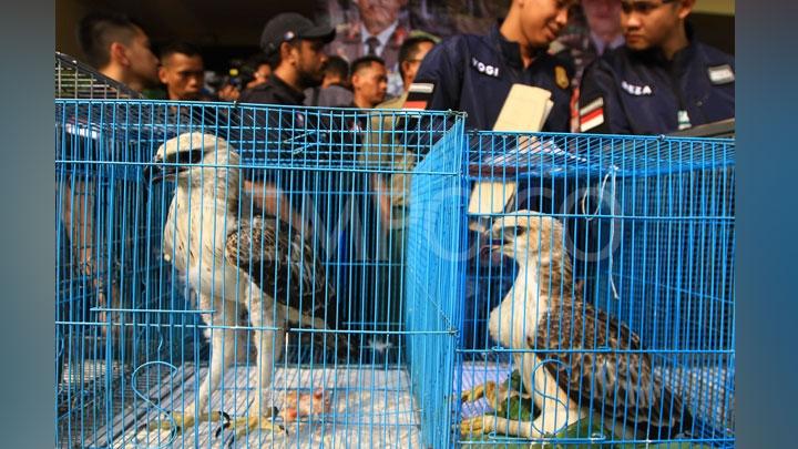 polisi-gagalkan-penyelundupan-tujuh-ribu-burung-di-bali