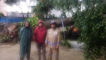 Pohon Beringin Tumbang Timpa Bangunan Usai Hujan Deras di Ciputat
