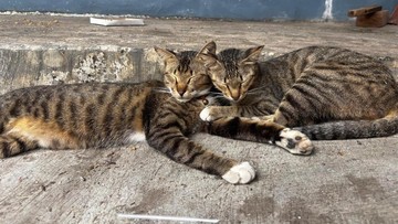 Tendang Kucing hingga Mati, Pensiunan ASN di Blora Jadi Tersangka