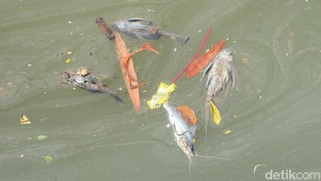 Gudang Pestisida Cemari Sungai Cisadane Bakal Digugat