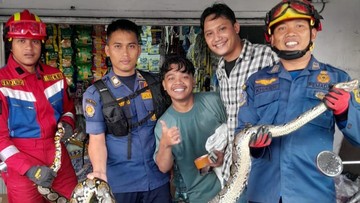 Sanca Besar Ngumpet di Kolong Freezer Es Krim Kagetkan Karyawan di Bogor