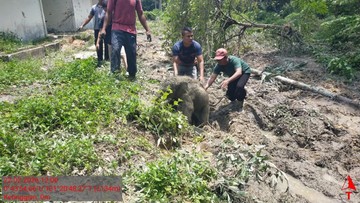 5 Fakta Anak Gajah Kejeblos Septic Tank di Riau hingga Kawanan Ngamuk