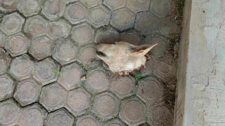 Palti Hutabarat Dapat Kiriman Bangkai Kepala Anjing