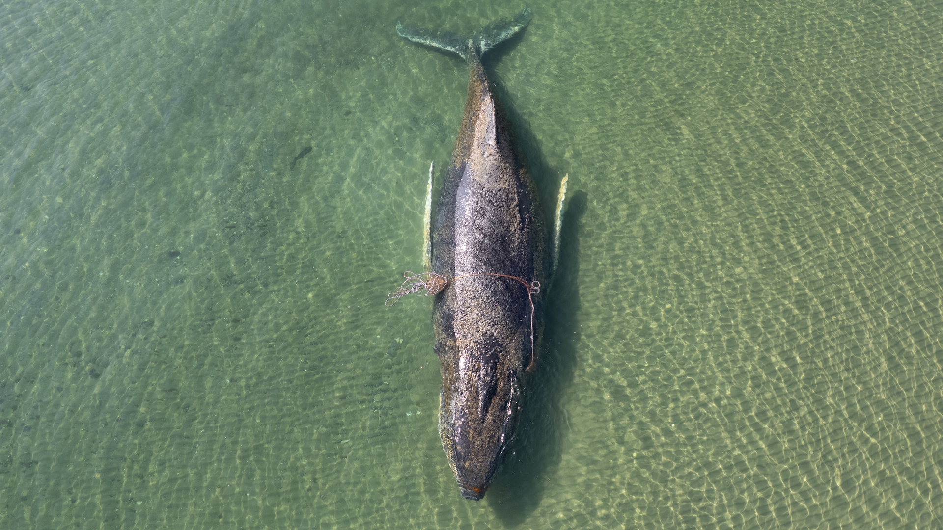 Tim penyelamat berlomba menyelamatkan paus yang terdampar di Jerman