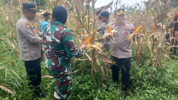 Polisi Panen 10 Ton Jagung di Tamansari Bogor, Dukung Program Ketahanan Pangan