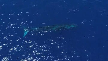 Viral Paus Biru 20 Meter Muncul di Laut Gorontalo