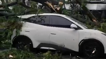 Cuaca Ekstrem Landa Bogor, Pohon Tumbang Rusak Rumah hingga Timpa Mobil