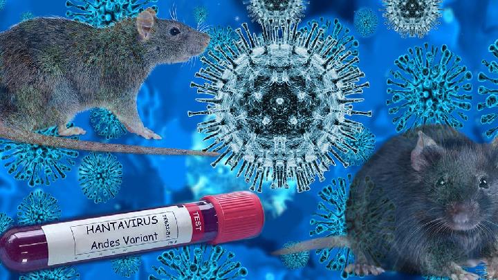 Kemenkes Siapkan 21 Rumah Sakit untuk Deteksi Hantavirus