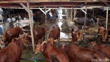 Panduan Memilih Hewan Kurban untuk Idul Adha 2026