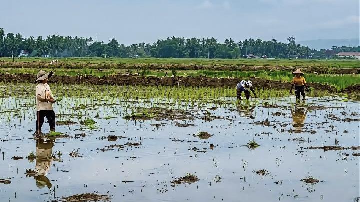 2.259 Hektare Sawah di Sumatera Barat Pulih dan Masuk Masa Tanam