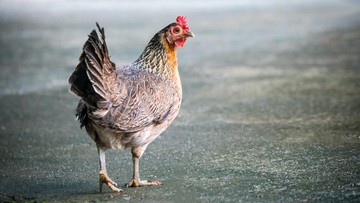 Pasukan Kalah Perang Gara-gara Cuekin Ramalan Ayam