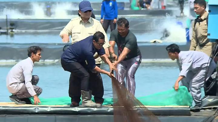Prabowo Ikut Panen Udang dengan Petambak di Kebumen