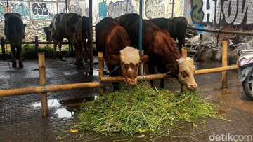 Pedagang Ungkap Penjualan Sapi Kurban di Jakarta Tetap Tinggi Meski Harga Naik
