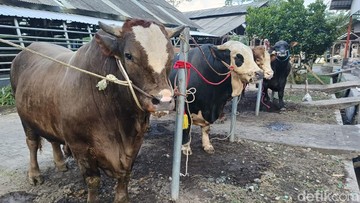 5 Hal yang Harus Disiapkan Sebelum Pelaksanaan Kurban, Apa Saja?
