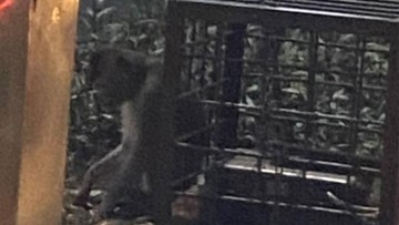 Viral Monyet Dirantai di Pinggir Jalan Margonda Depok, Damkar Cek