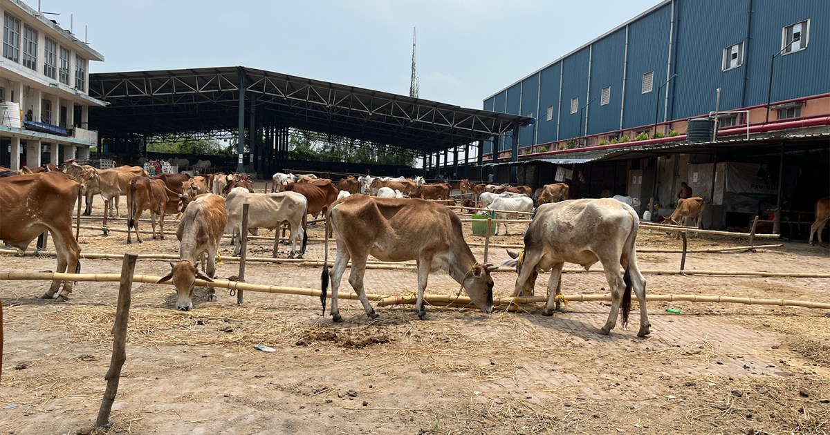 Pasar ternak sepi karena ketakutan menjelang persiapan Idul Fitri di Benggala Barat, India