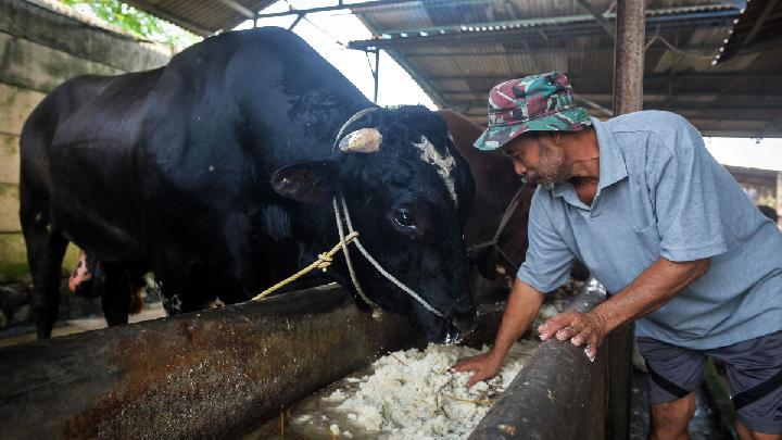 Prabowo Salurkan 1.098 Sapi Kurban ke Seluruh Indonesia