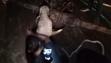 Ngamuk saat Diikat, Sapi Limosin Masuk ke Parit 3 Meter di Bogor