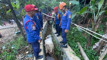 Sapi Kurban di Babakan Madang Bogor Kabur Diberi Makan Lalu Nyebur ke Selokan
