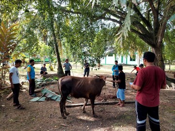 Idul Adha 1447 H, Kemensos Salurkan 295 Ekor Hewan Kurban