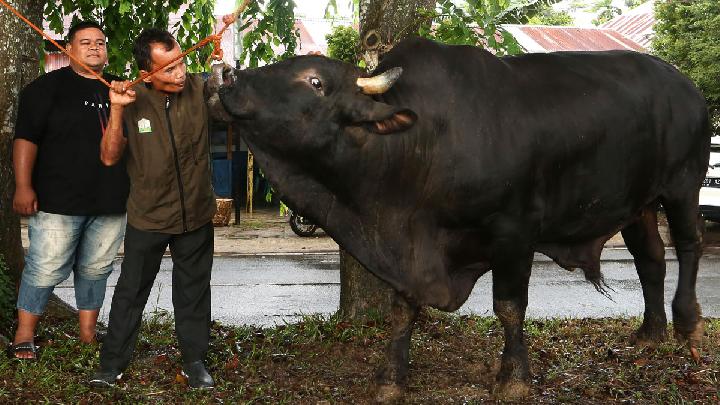 MUI: Kurban Prabowo Pakai Kas Negara Tak Masalah
