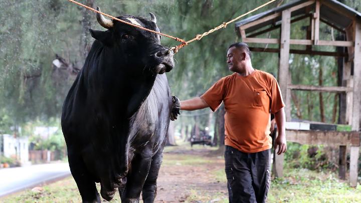 Kurban Sapi Prabowo Pakai APBN, Istana: Bantuan Pemerintah