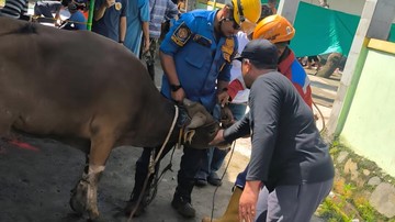 Sapi Kurban di Bogor Kabur Saat Hendak Disembelih, Warga Lapor Damkar