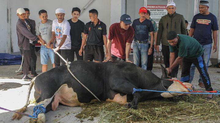 Sapi Kurban Prabowo dari APBN, Habiburokhman: Tidak Salah