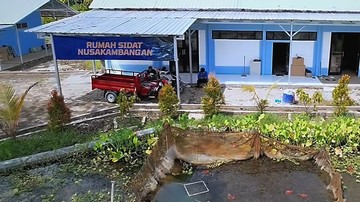 Intip Dampak Geliat Budidaya Sidat di Nusakambangan bagi Ekonomi Warga Cilacap