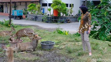 Viral Rusa di Taman Sriwedari Solo Makan di Tempat Sampah