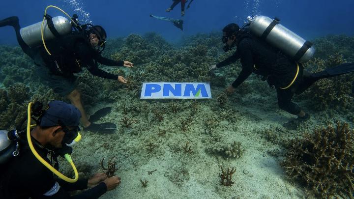 berbagai-aksi-pnm-lestarikan-ekositem-laut-dan-pesisir-untuk-generasi-mendatang