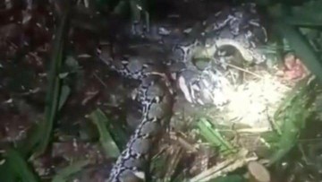 Kronologi Wanita di Malut Ditelan Piton 7,8 Meter hingga Suami Tebas Ular