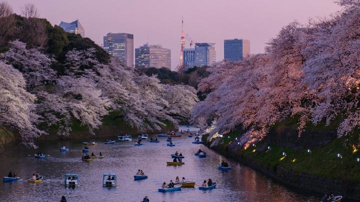 Callista Tour Hadirkan Paket Tour Jepang Golden Route Harga Terjangkau