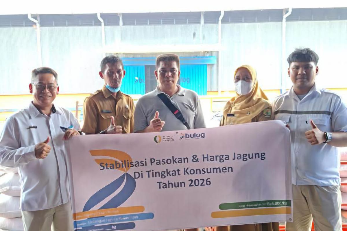 Bulog Tanjungpinang salurkan 49 ton jagung SPHP kepada peternak ayam