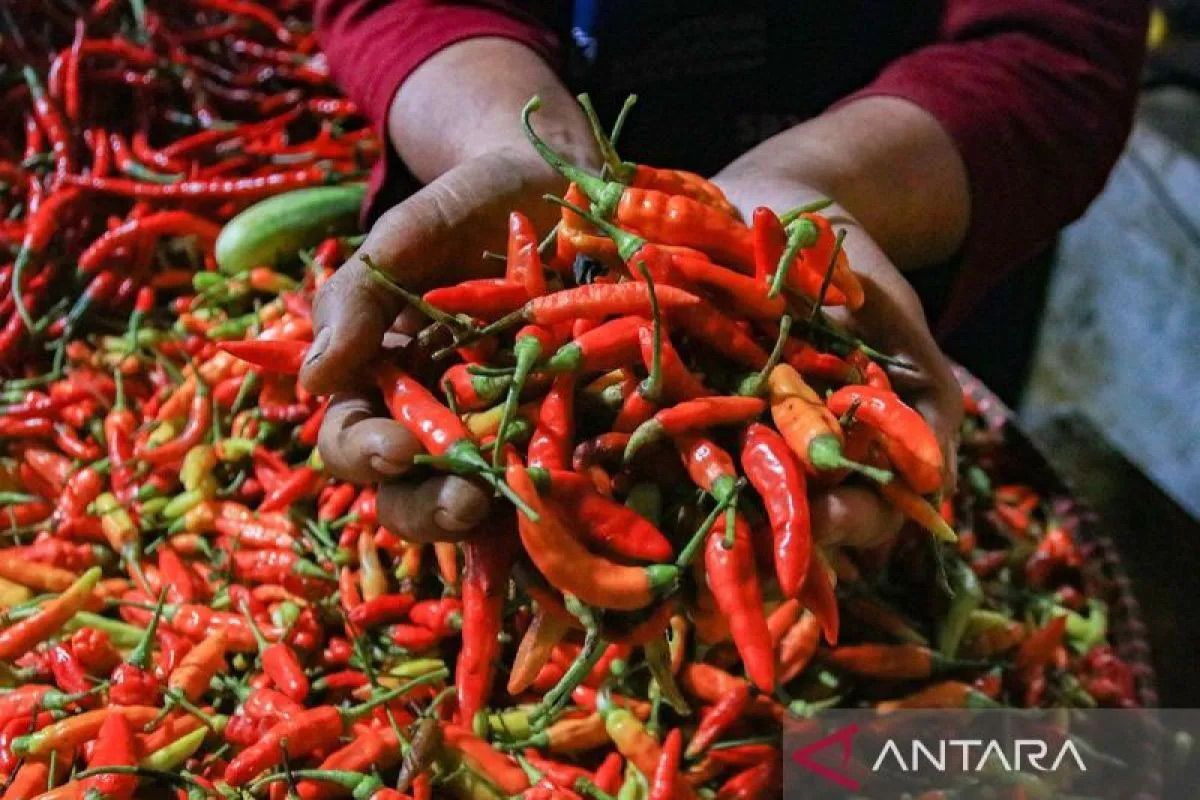 PIHPS catat harga cabai rawit Rp111.600/kg, telur ayam Rp29.350/kg